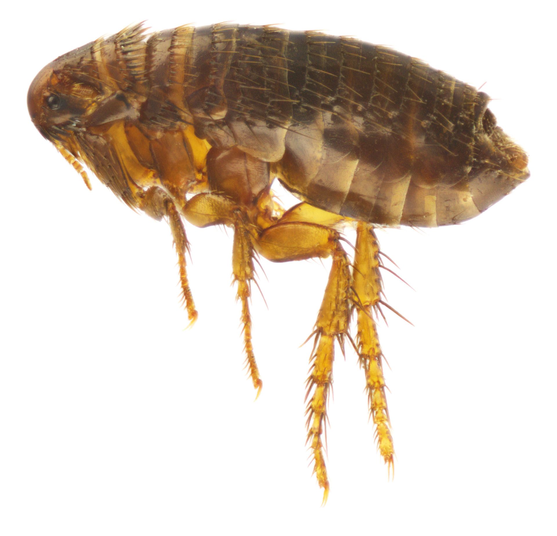 Flea — Yucaipa, CA — Eric’s Inland Empire Pest Control