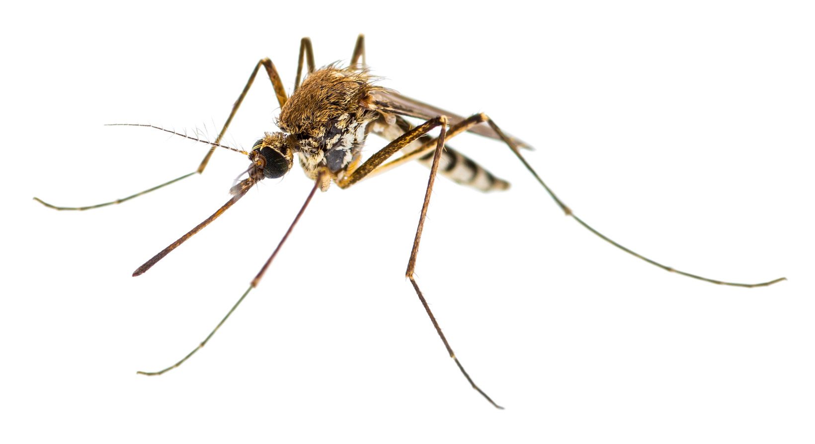 Mosquito — Yucaipa, CA — Eric’s Inland Empire Pest Control