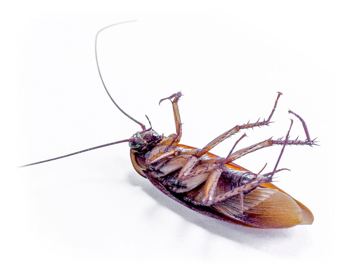 Cockroach — Yucaipa, CA — Eric’s Inland Empire Pest Control