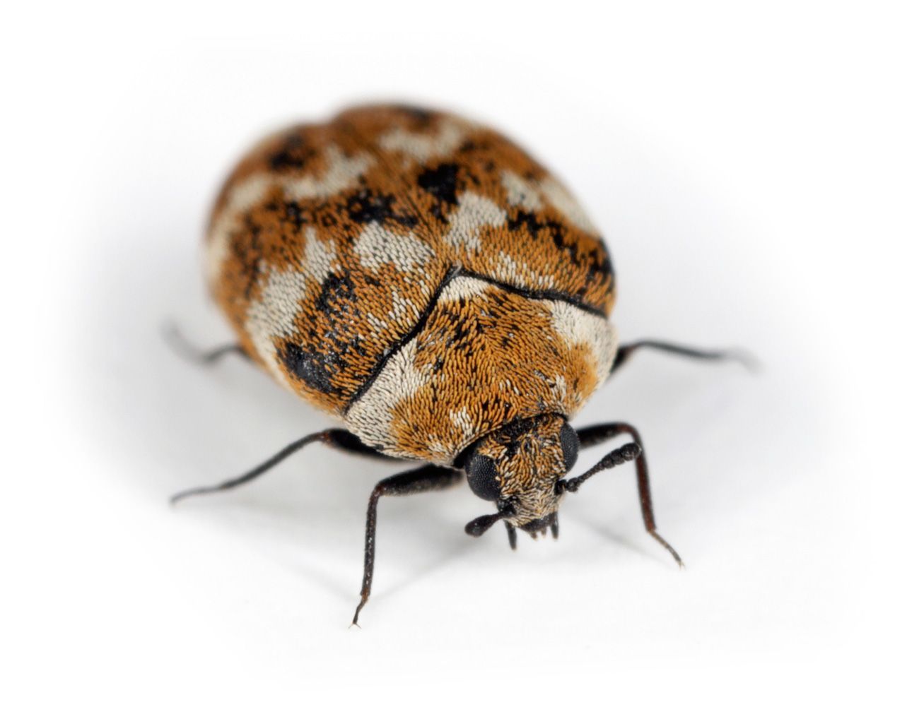Carpet Beetle — Yucaipa, CA — Eric’s Inland Empire Pest Control