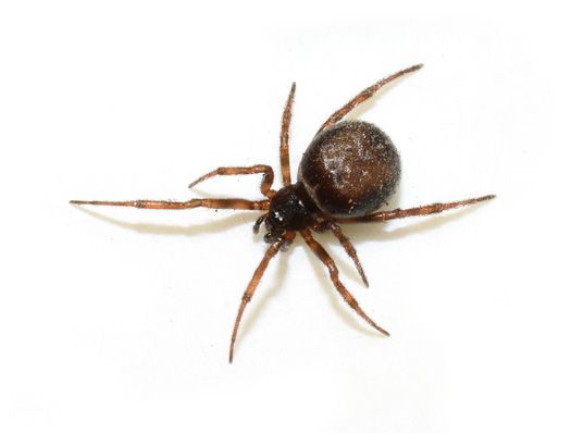 Spider — Yucaipa, CA — Eric’s Inland Empire Pest Control