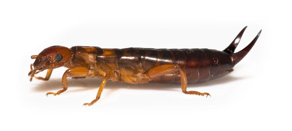 Earwig — Yucaipa, CA — Eric’s Inland Empire Pest Control