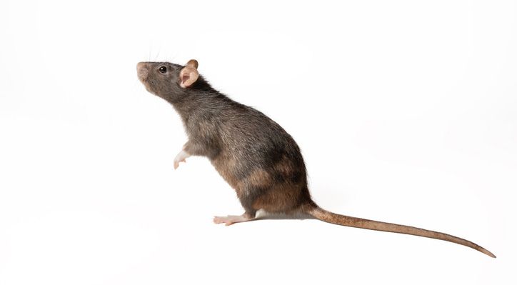 Rodent — Yucaipa, CA — Eric’s Inland Empire Pest Control