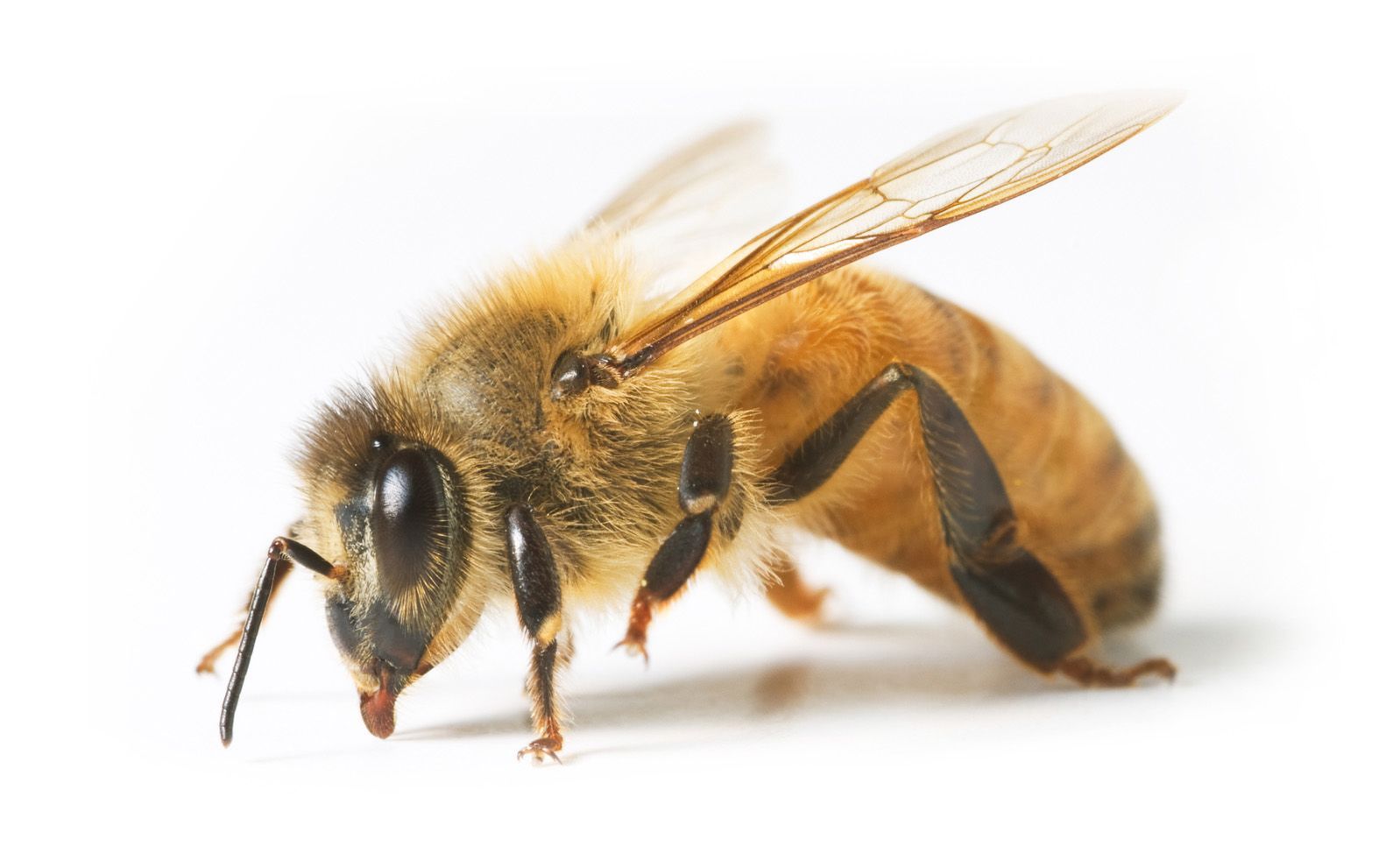 Bee — Yucaipa, CA — Eric’s Inland Empire Pest Control