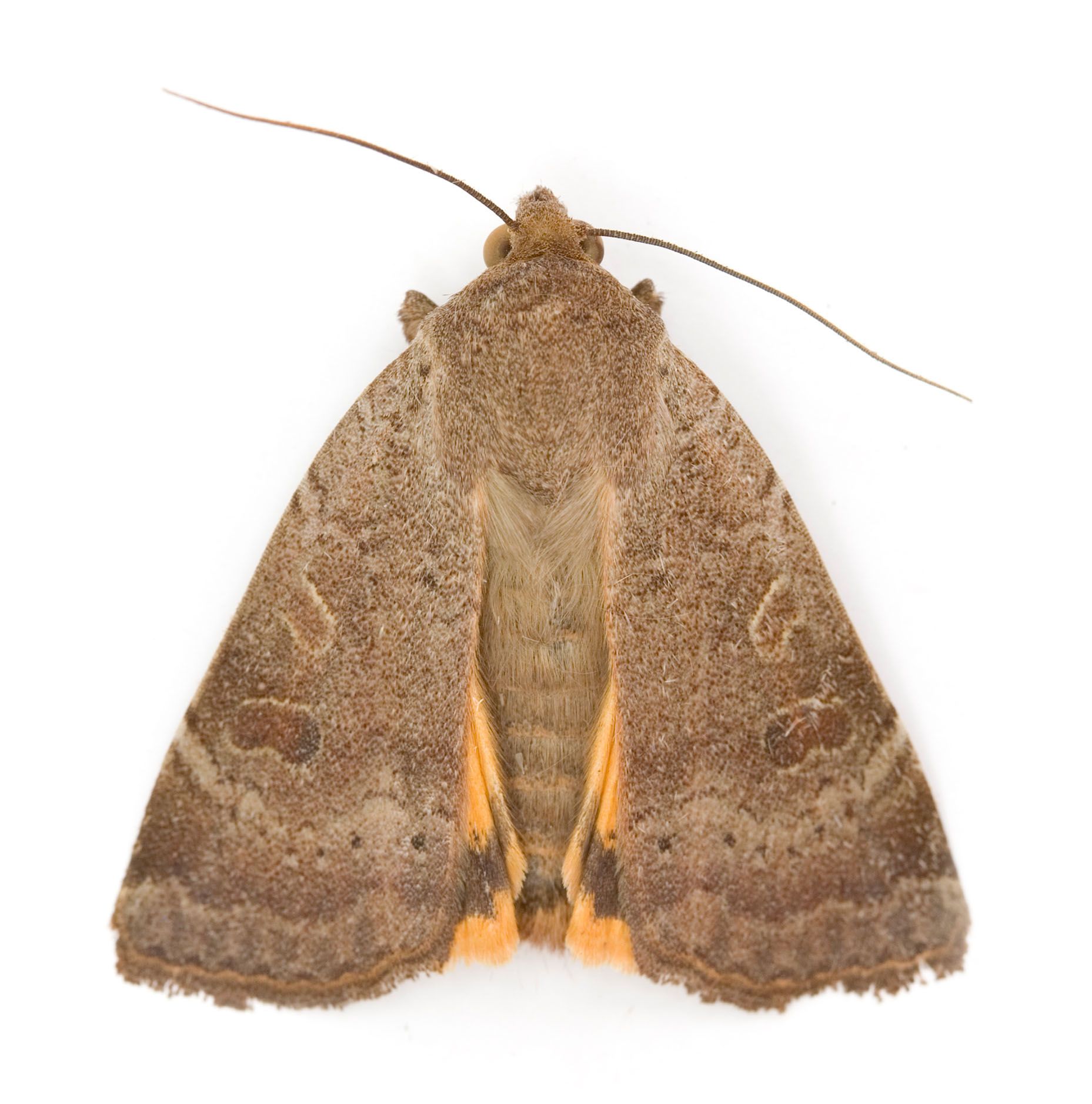 Moth — Yucaipa, CA — Eric’s Inland Empire Pest Control