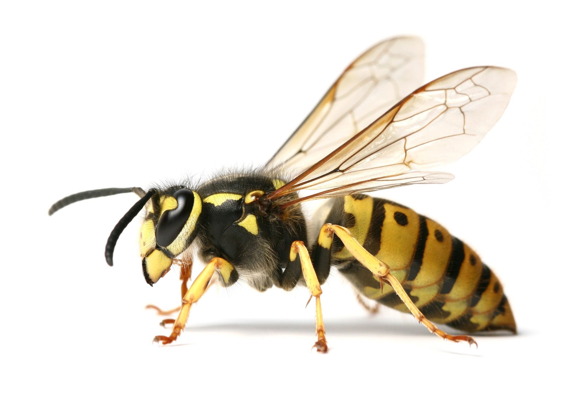 Wasp — Yucaipa, CA — Eric’s Inland Empire Pest Control