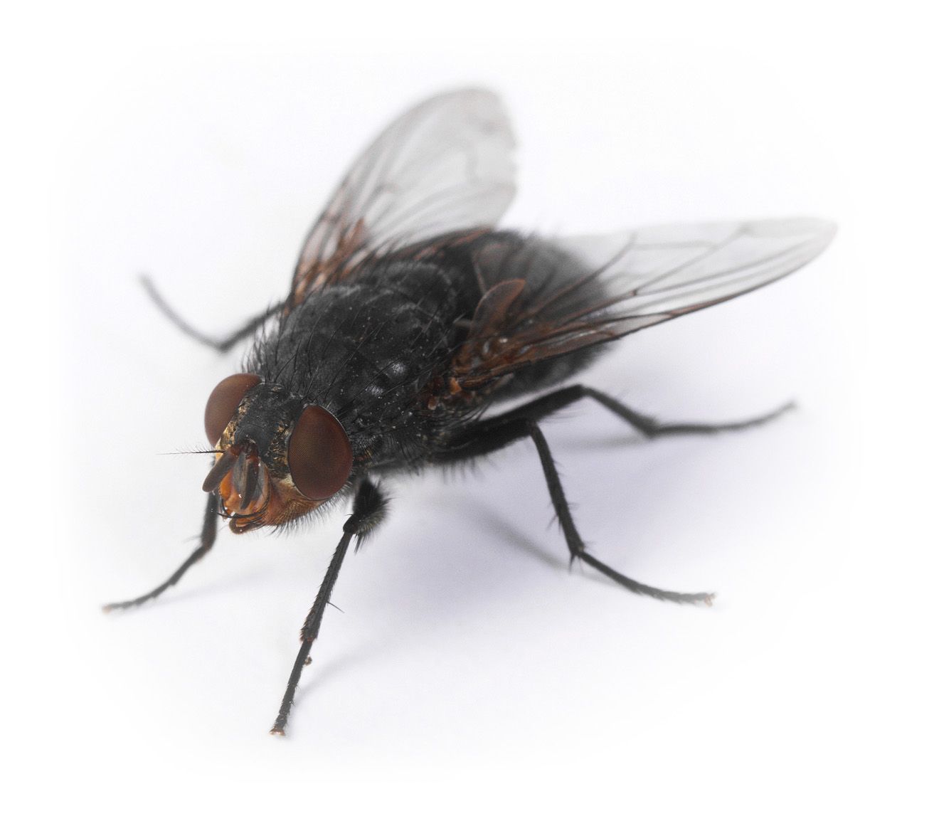 Fly — Yucaipa, CA — Eric’s Inland Empire Pest Control