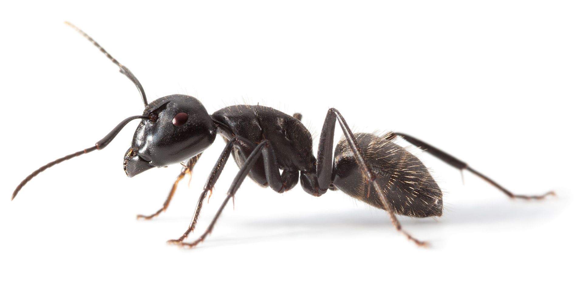 Ant — Yucaipa, CA — Eric’s Inland Empire Pest Control