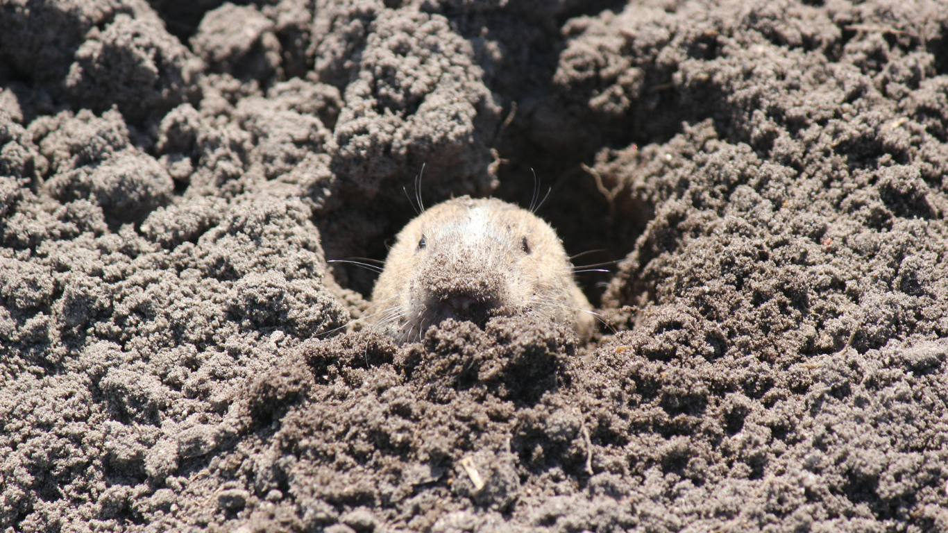 Raccoon — Yucaipa, CA — Eric’s Inland Empire Pest Control