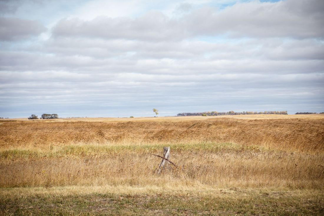 North Dakota pheasant hunts