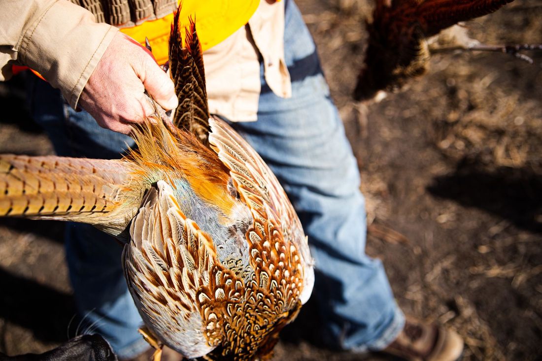 North Dakota pheasant hunting