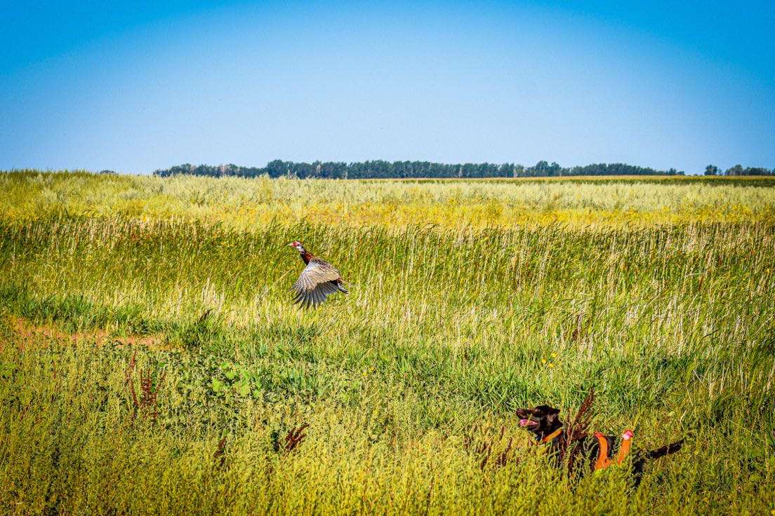wild pheasant hunting