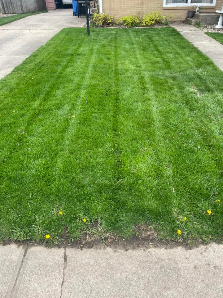 Green lawn with mowing stripes, edged by a concrete sidewalk. Yellow dandelions are scattered along the edge.