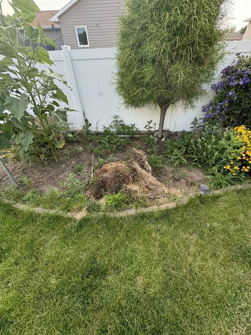A backyard garden bed with grass, mulch, and various plants against a white fence.