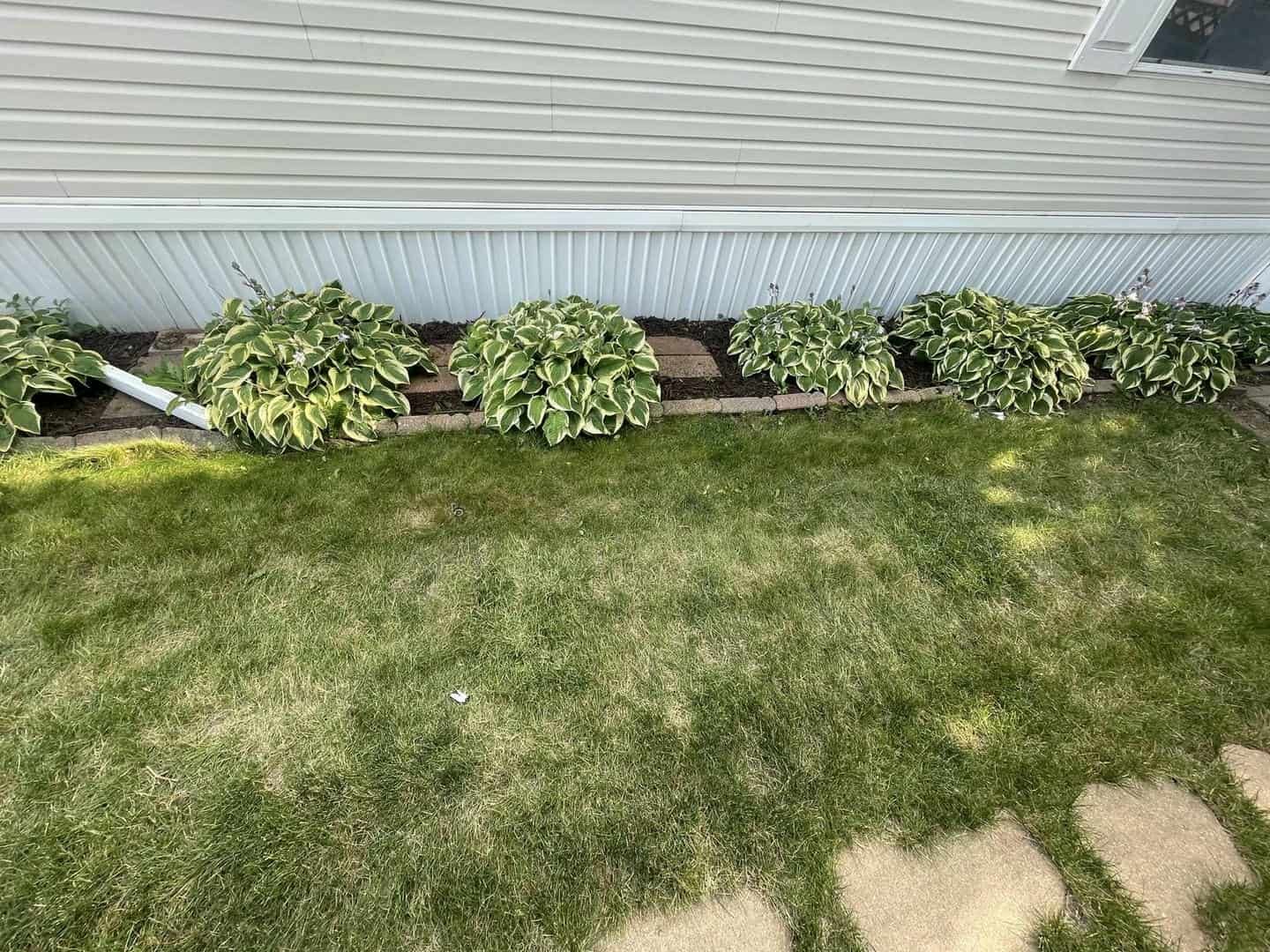 Green lawn with hosta plants bordering a white house with a brown brick border.