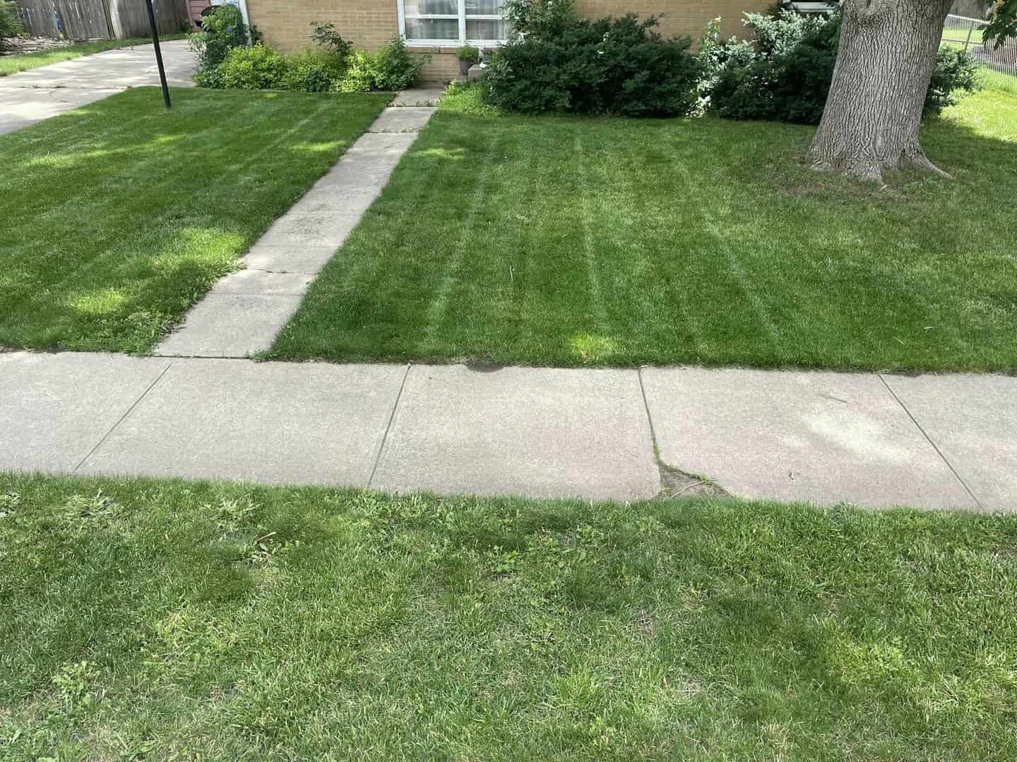 Green lawn with mowed stripes, sidewalk, and house with a tree. Sunny day.