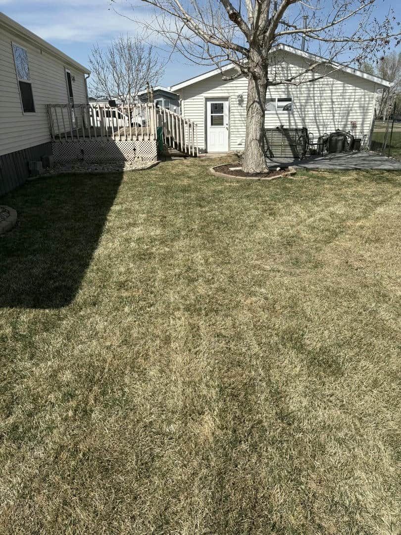 A backyard with patchy grass, a deck, a shed, and a tree on a sunny day.