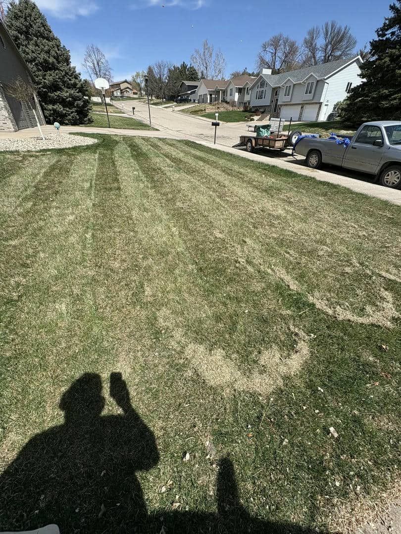 Lawn with fresh mowing stripes, street with houses in background, sunny day.