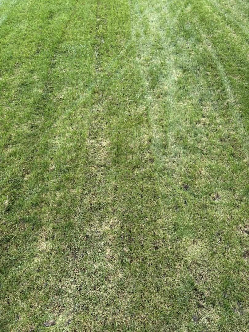 Green lawn with visible mowing stripes.