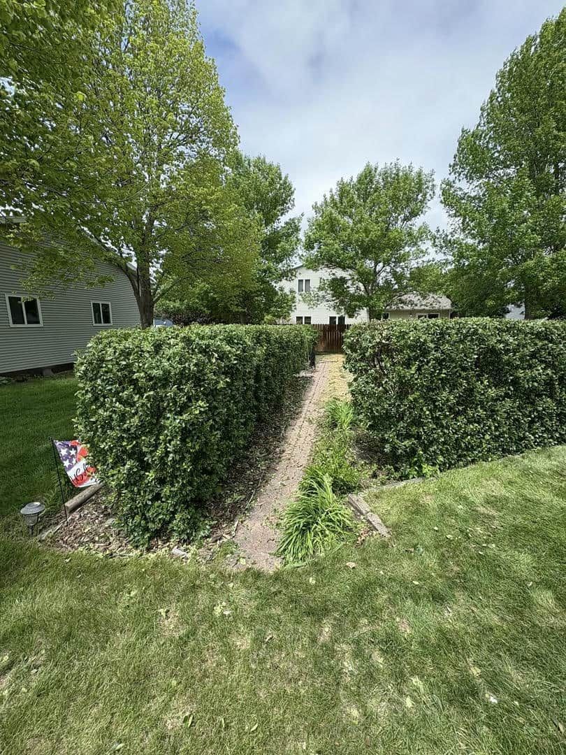 Green hedges frame a dirt path leading to a home; trees and grass surround the hedges.