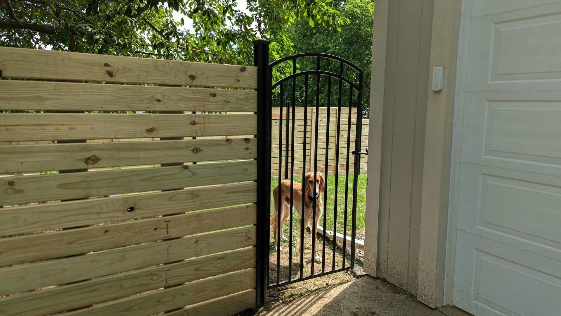 Dog behind a black metal gate in a wooden fence. Sunlight, beige garage door.