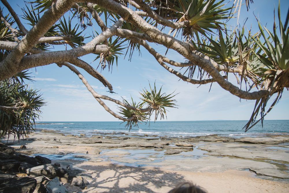 A Tree Is Hanging Over a Beach with The Ocean in The Background — Artizen Curtains in Caloundra, QLD