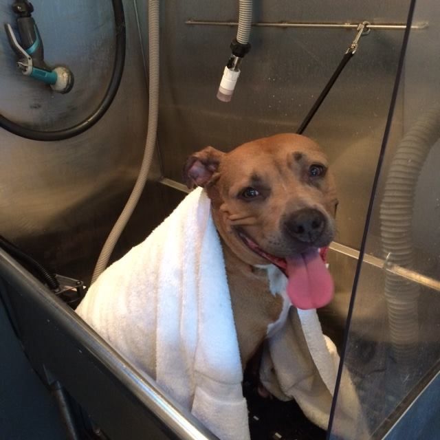 A person is washing a dog with soap and water.
