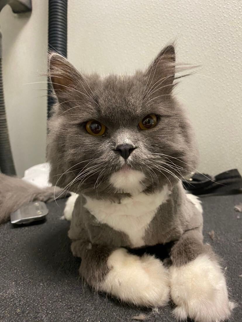 A gray and white cat is laying on a grooming table.