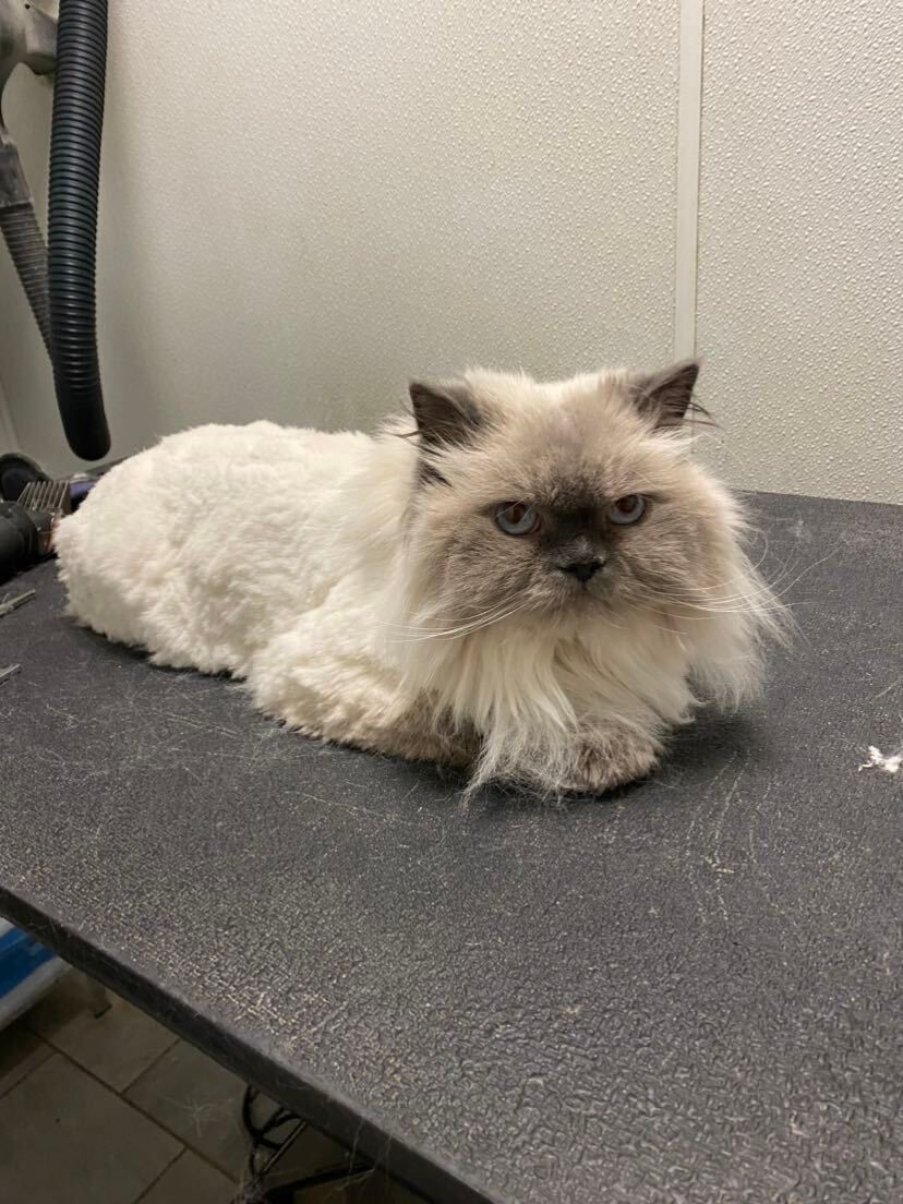 A fluffy cat is laying on a grooming table.