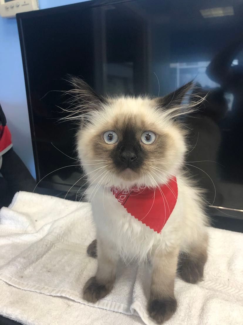 A siamese kitten wearing a red bandana is sitting on a towel.