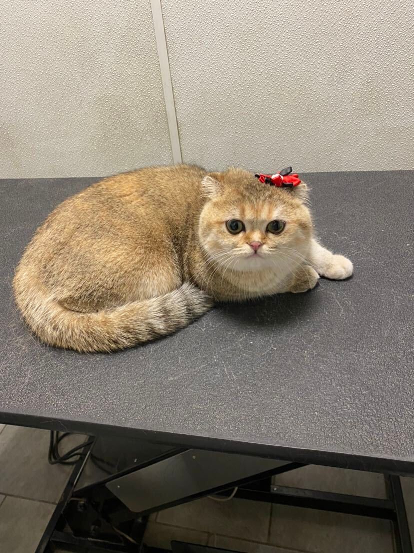 A cat with a red bow on its head is sitting on a table.