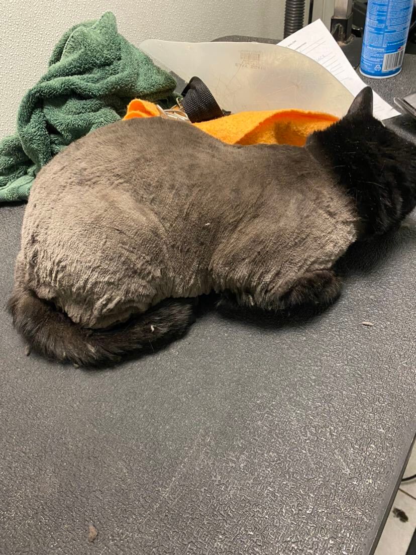 A cat is laying on a counter next to a towel.