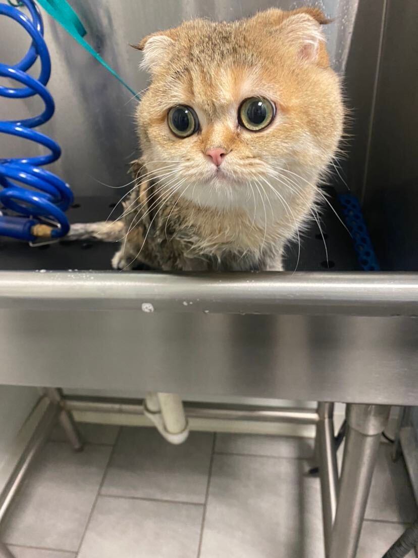 A cat is sitting on top of a stainless steel sink.