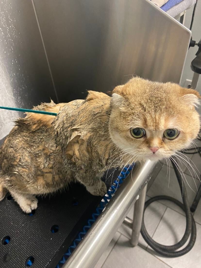 A cat is getting a bath in a bathtub.