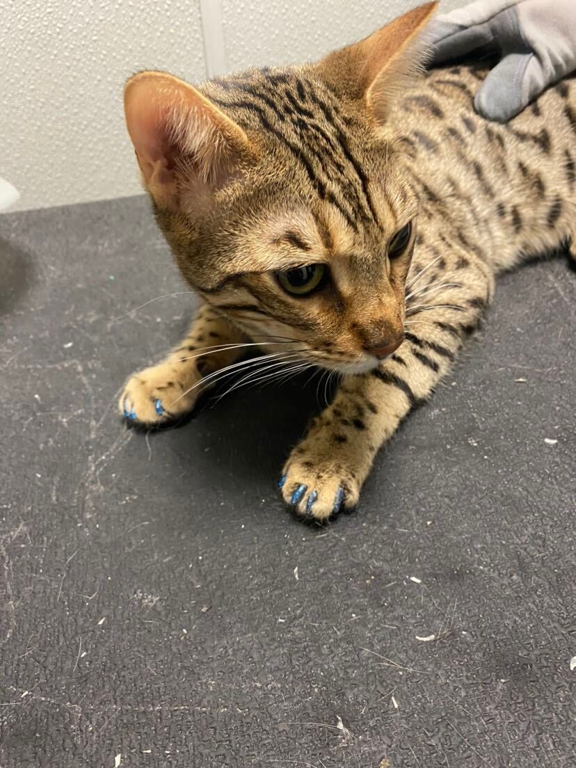 A kitten is laying on a table and looking at the camera.