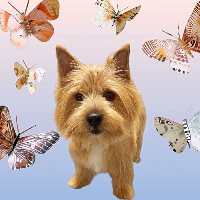 A small dog is surrounded by butterflies and one of them has the word butterfly on it