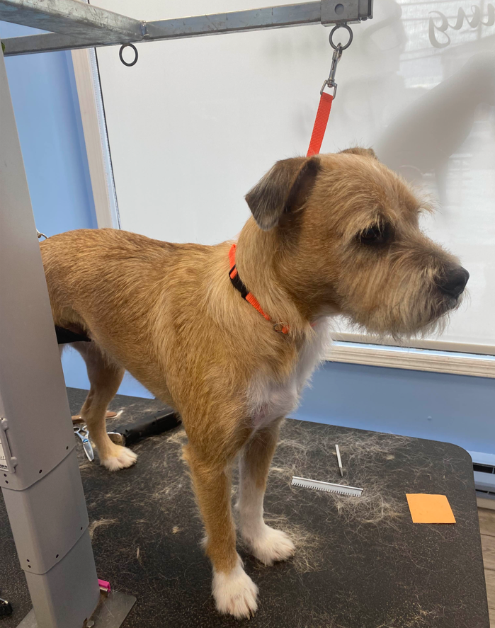 A person is cutting a dog 's hair with scissors.