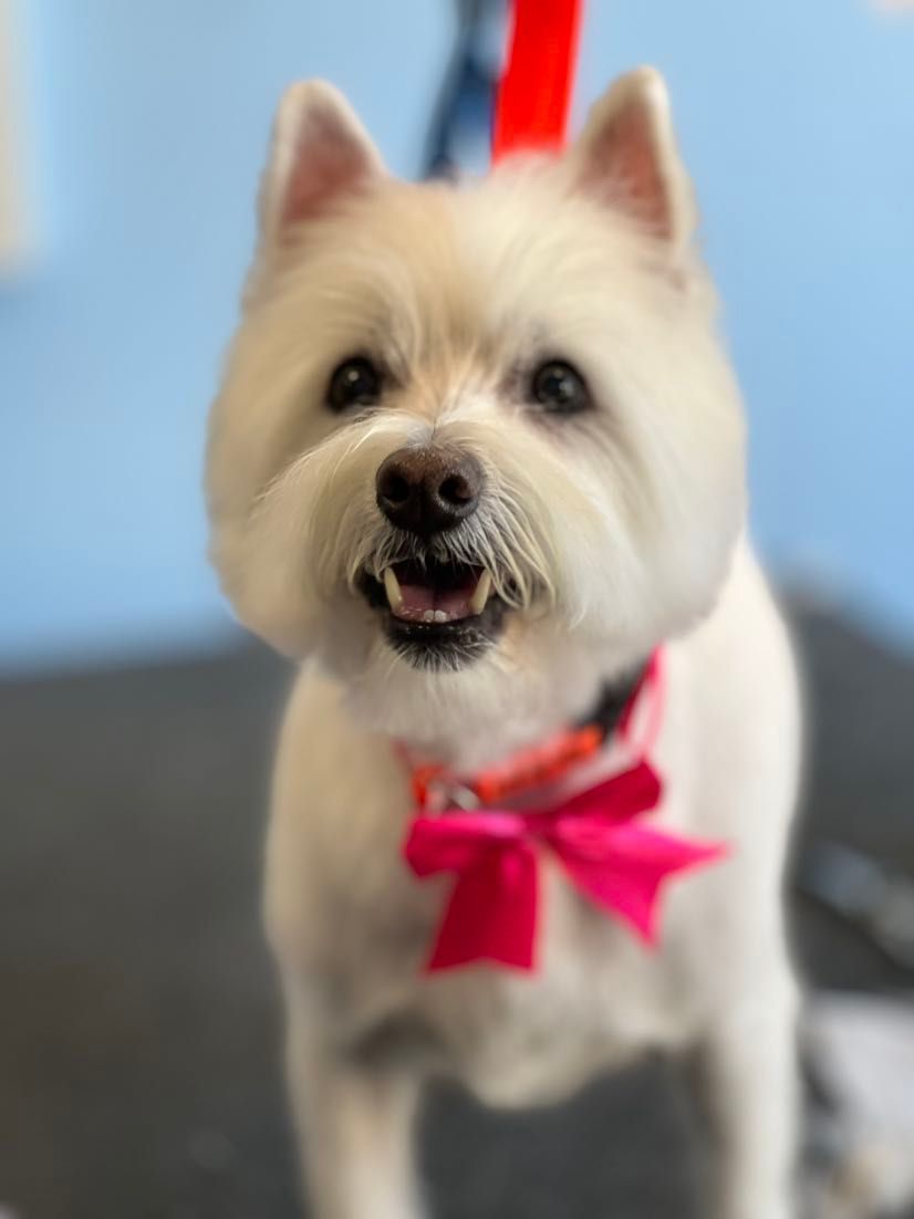 A small white dog with a pink bow around its neck