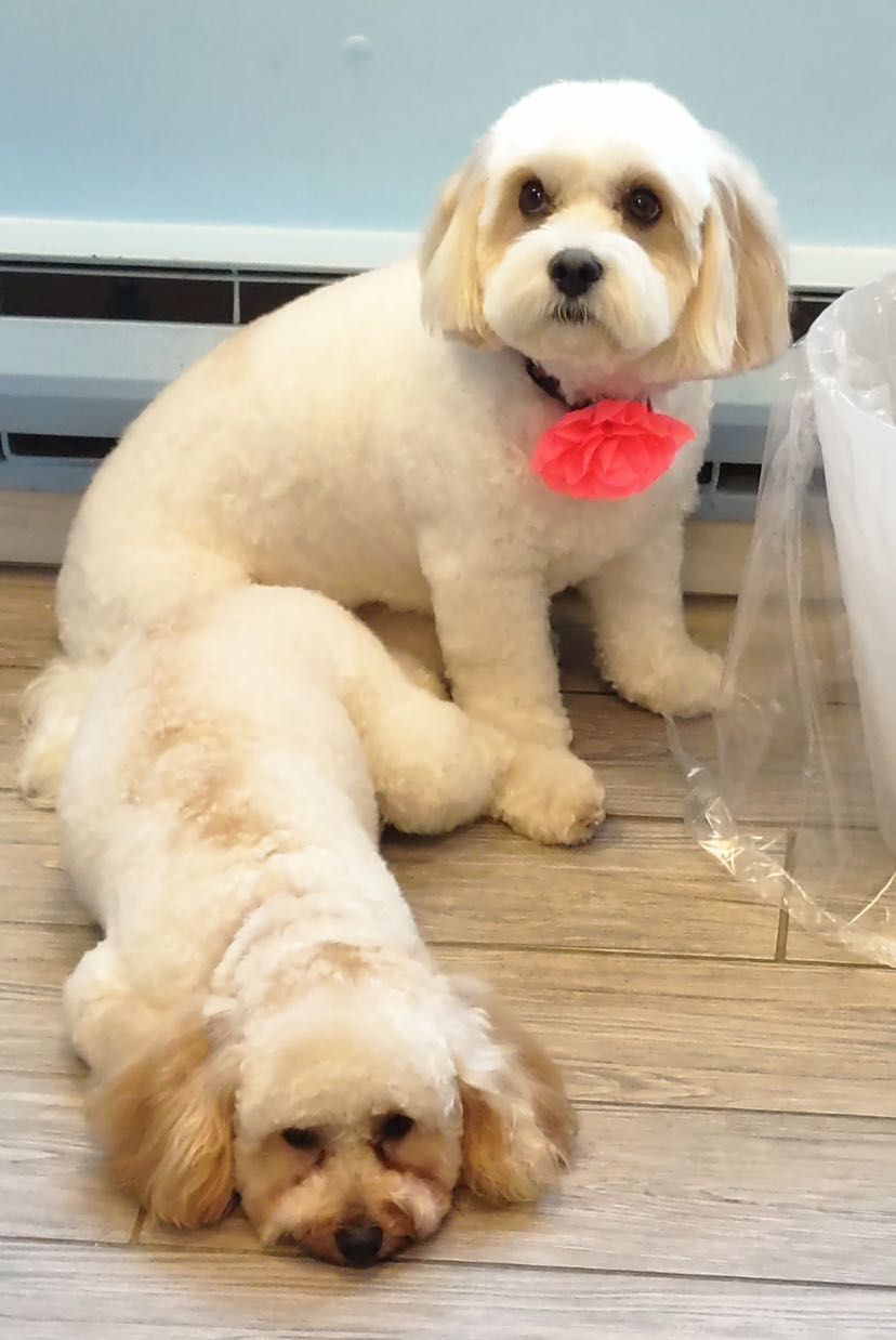 Two small white dogs are sitting on a wooden floor