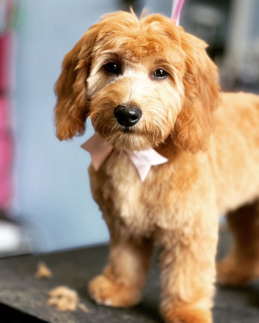 A small brown dog wearing a pink bow tie is standing on a table.