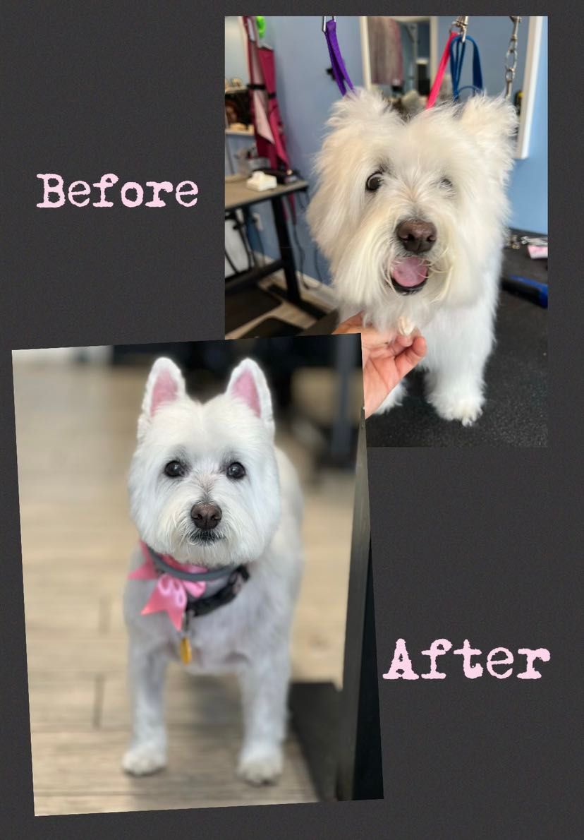 A picture of a dog before and after being groomed