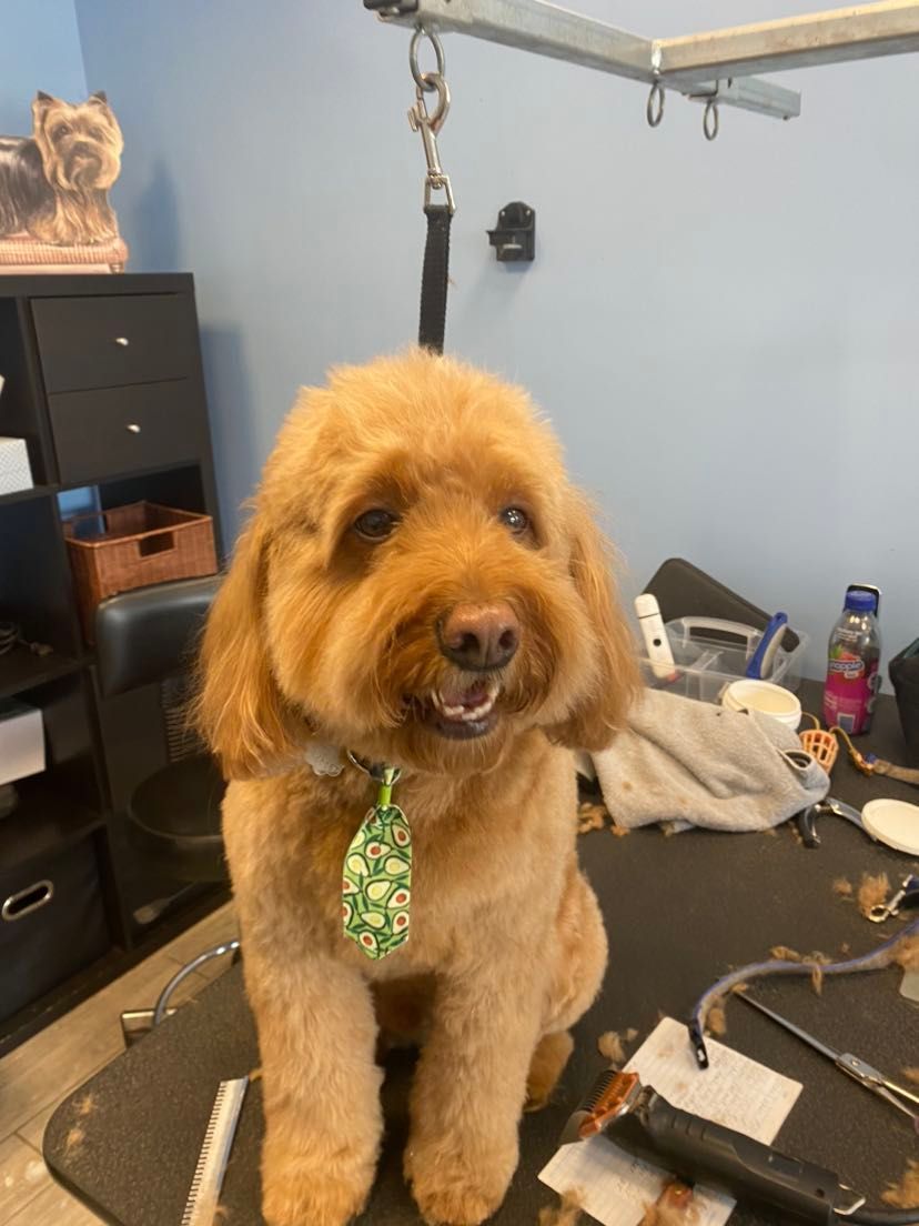 A small brown dog wearing a green tie is sitting on a table.