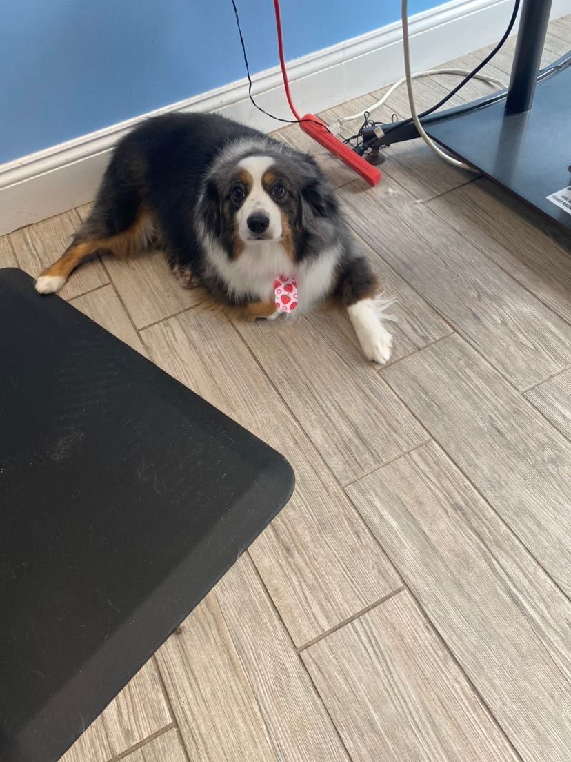 A dog is laying on the floor next to a treadmill.