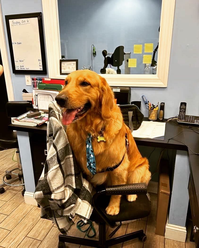 A dog wearing a tie is sitting in an office chair.