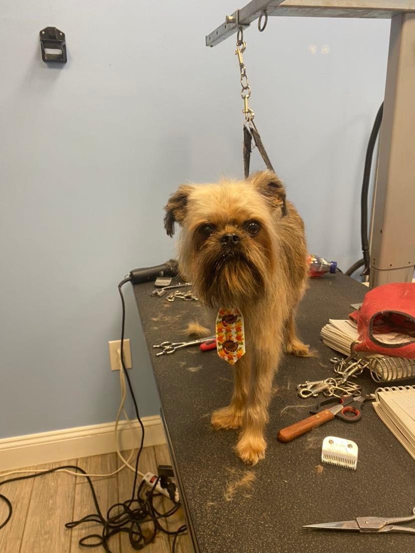 A dog wearing a tie is standing on a grooming table.