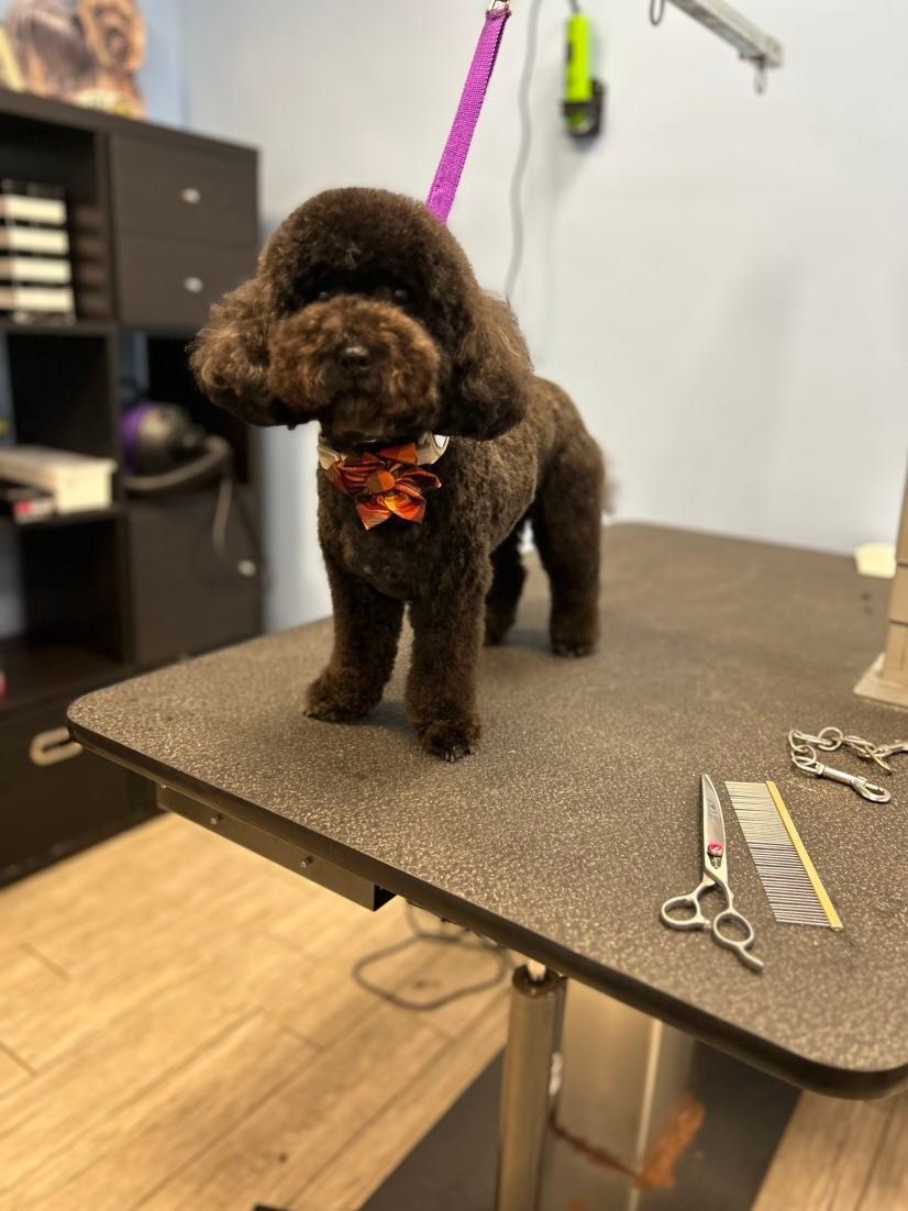 A brown poodle is standing on a table with scissors and a comb.