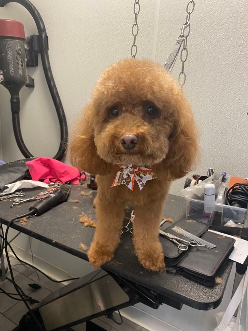 A small brown poodle is standing on a grooming table.