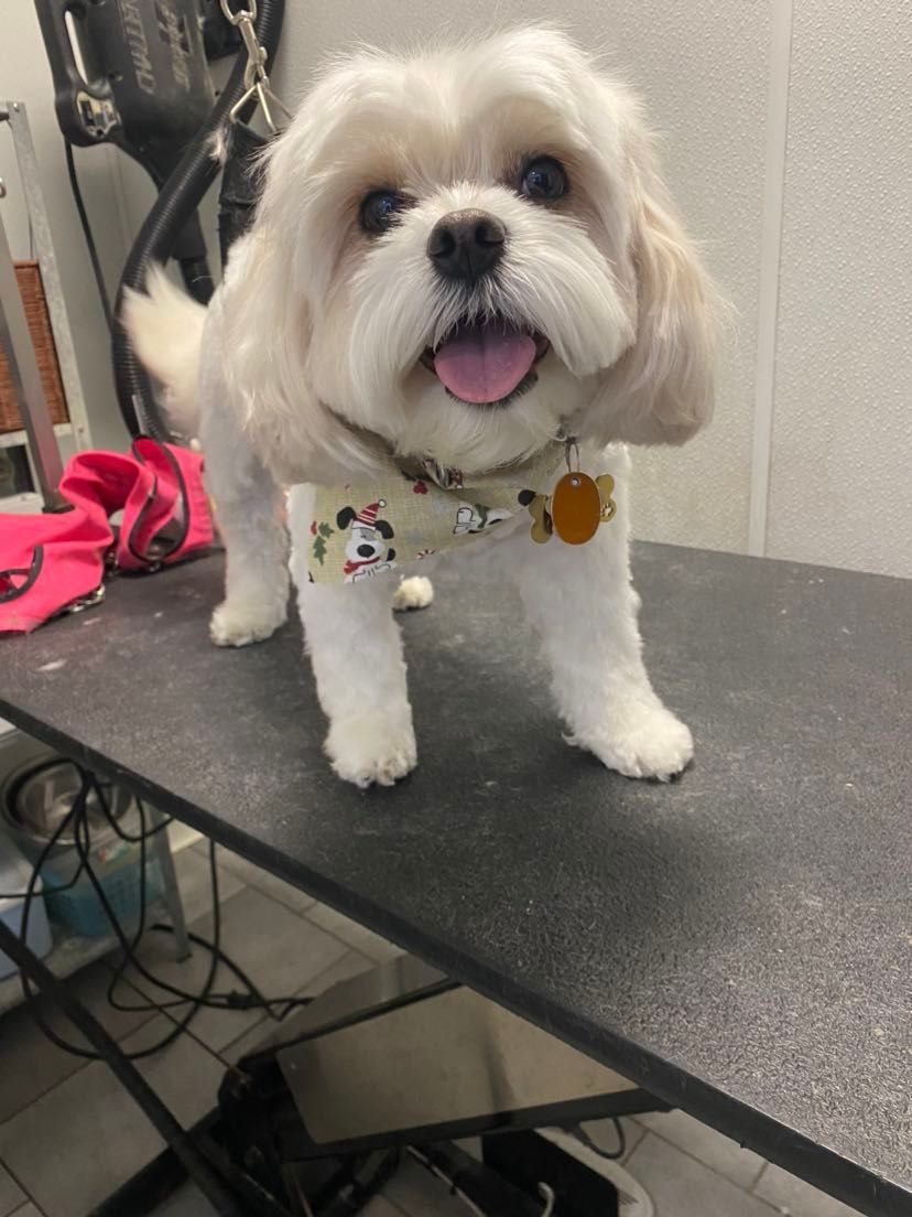 A small white dog is standing on a table with its tongue out.