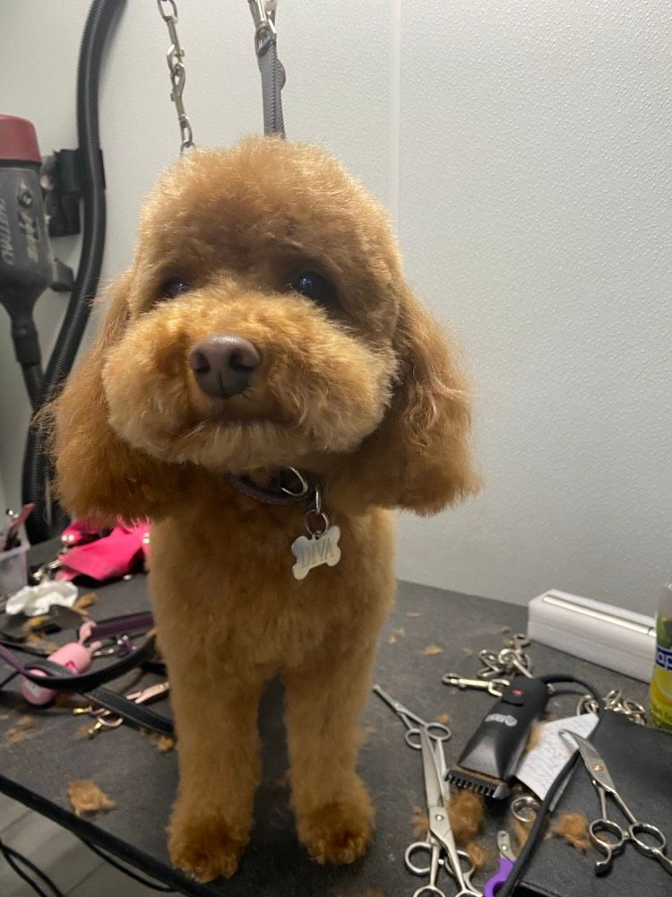 A small brown dog is standing on a table with scissors.