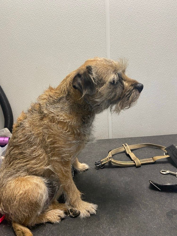 A small brown dog is sitting on a table next to a leash.